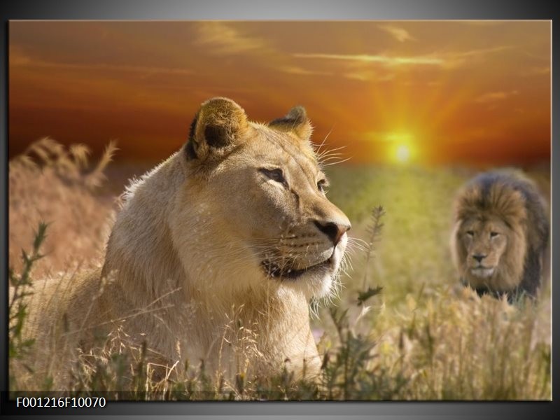 Dieren Schilderijen: Rond glas schilderij van leeuw hoog gras - Perfecte details geprint op glas - Schilderijbestellen