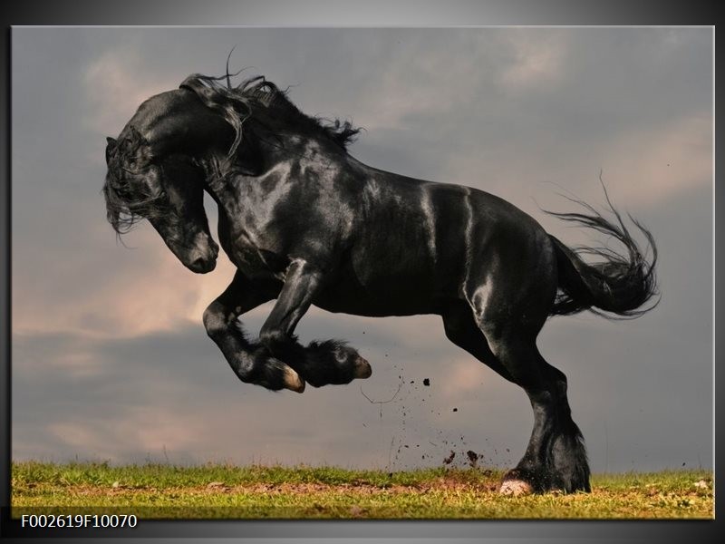 Foto canvas schilderij Paarden | Zwart, Wit,