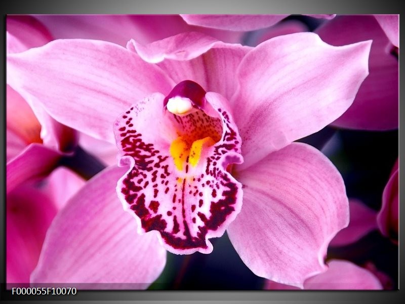 Foto canvas schilderij Orchidee | Paars, Rood, Wit