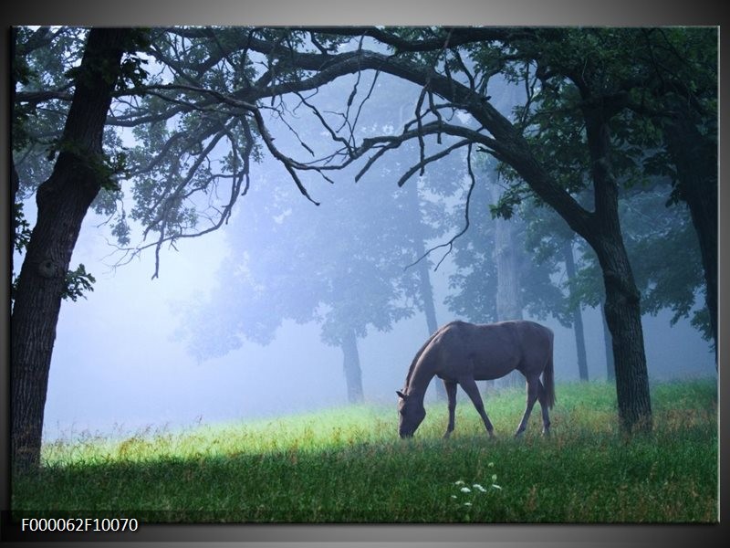 Foto canvas schilderij Paard | Grijs, Groen, Zwart