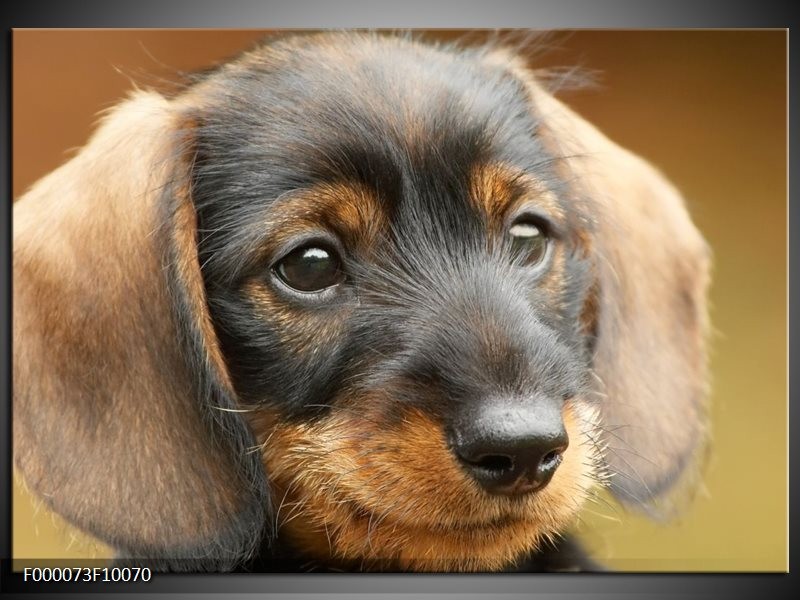 Foto canvas schilderij Hond | Grijs, Zwart, Bruin