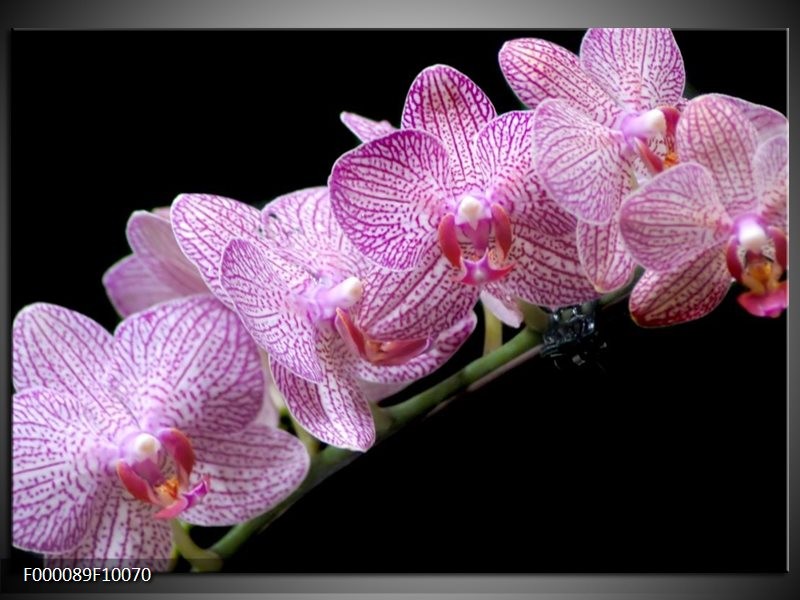 Foto canvas schilderij Orchidee | Paars, Zwart