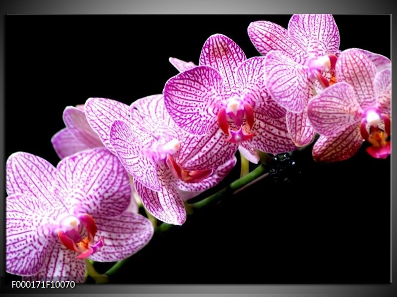 Foto canvas schilderij Orchidee | Paars, Wit, Zwart