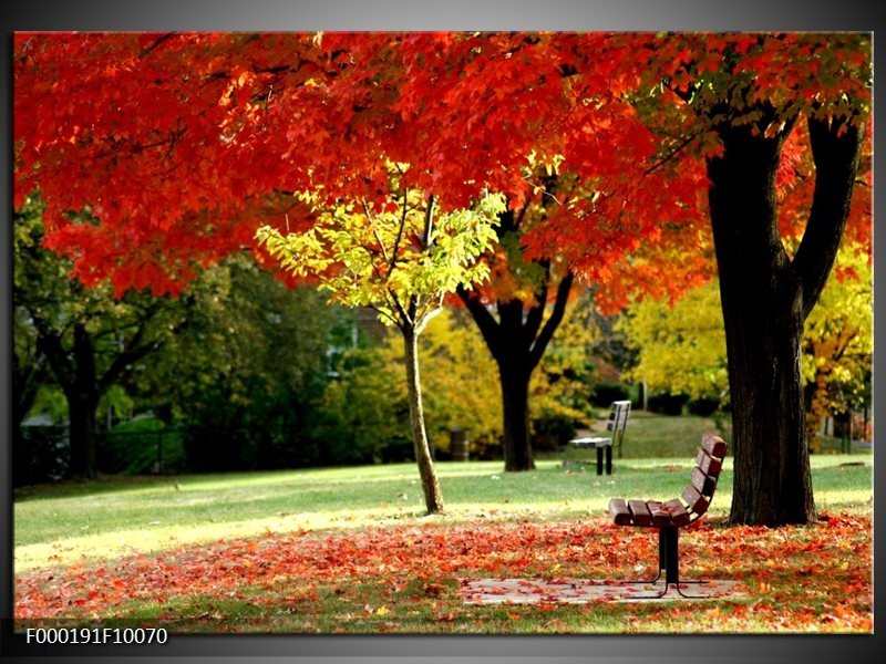 Foto canvas schilderij Park | Rood, Geel, Groen