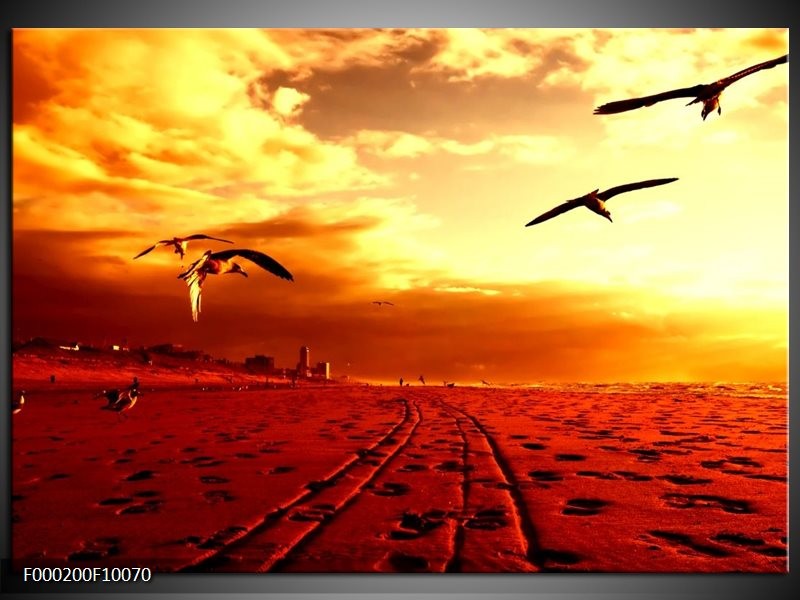 Foto canvas schilderij Vogels | Rood, Geel, Wit