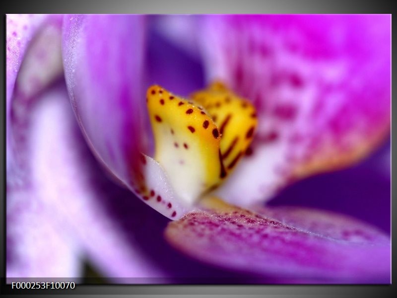 Foto canvas schilderij Bloem | Paars, Geel, Wit