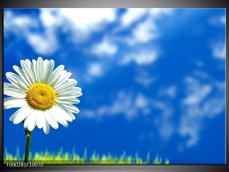 Foto canvas schilderij Bloem | Blauw, Wit, Geel