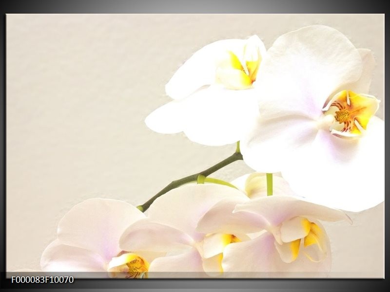 Glas schilderij Orchidee | Crème , Wit, Geel