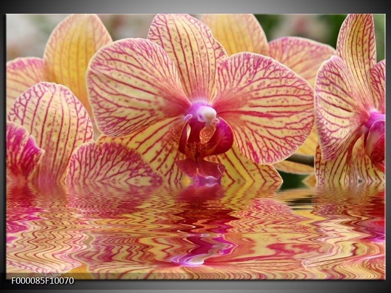 Glas schilderij Orchidee | Geel, Rood, Wit