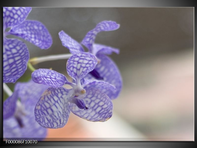 Glas schilderij Orchidee | Blauw, Wit, Grijs