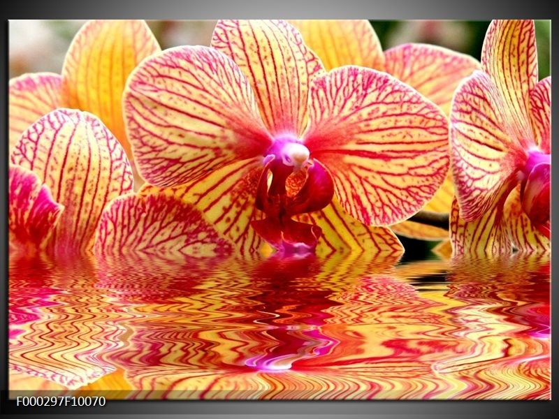 Glas schilderij Orchidee | Geel, Rood, Wit