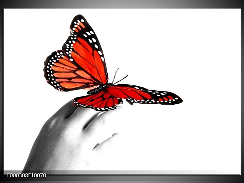 Glas schilderij Vlinder | Rood, Wit, Zwart