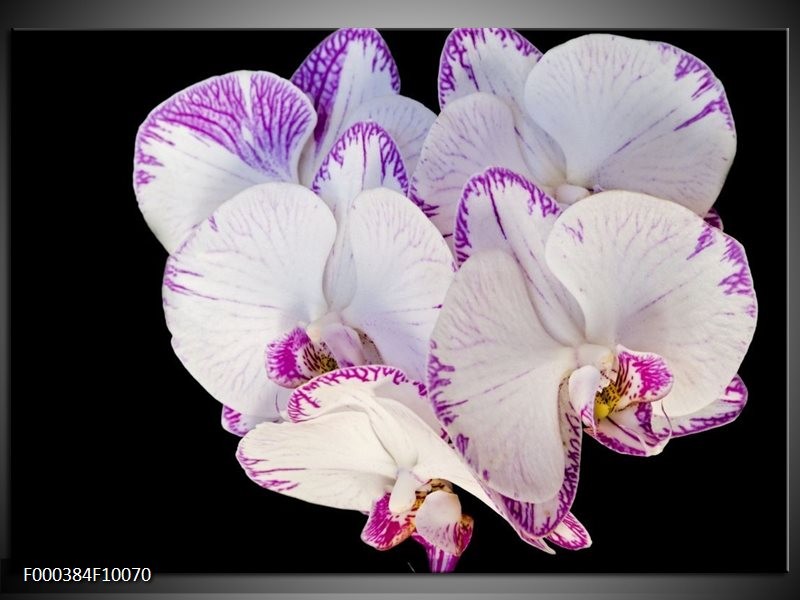 Foto canvas schilderij Orchidee | Paars, Zwart, Wit