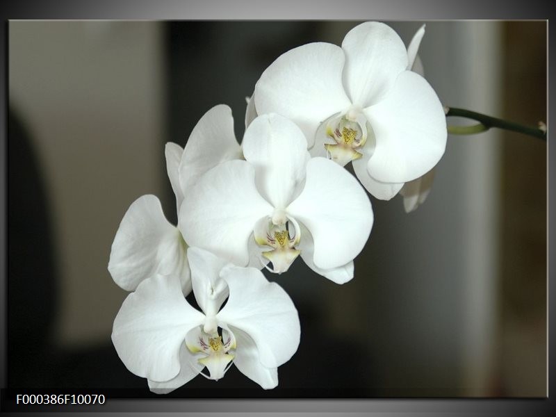 Foto canvas schilderij Orchidee | Wit, Zwart, Grijs