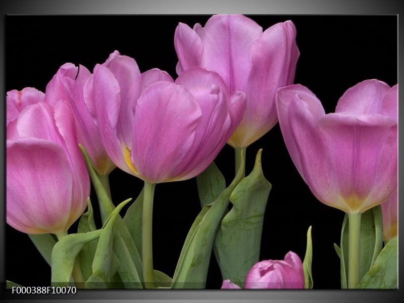 Foto canvas schilderij Tulpen | Paars, Groen, Zwart