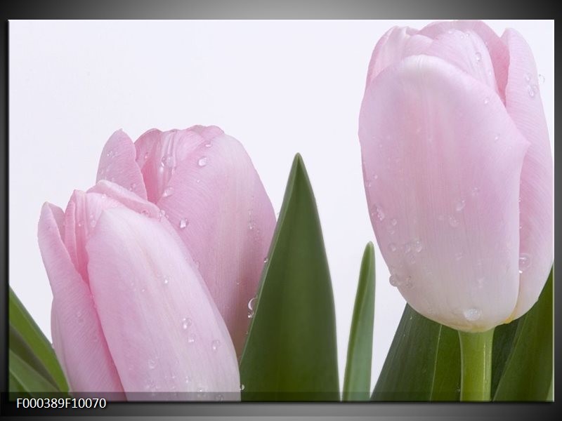 Foto canvas schilderij Tulpen | Roze, Wit, Groen