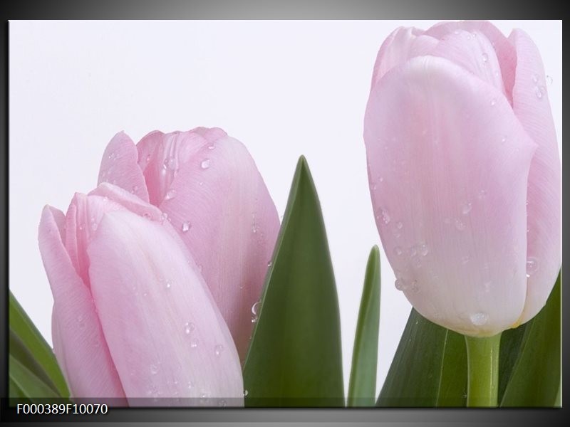 Glas schilderij Tulpen | Roze, Wit, Groen