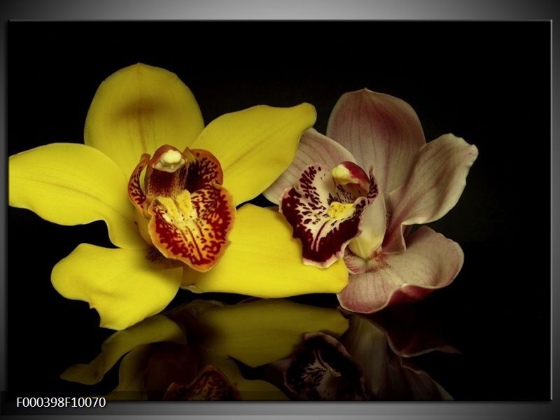 Foto canvas schilderij Orchidee | Geel, Zwart