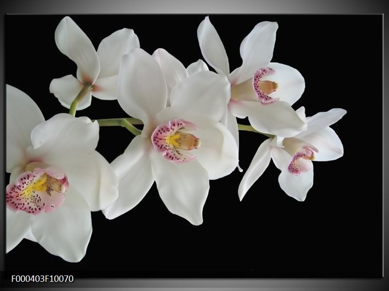 Glas schilderij Orchidee | Wit, Zwart, Geel