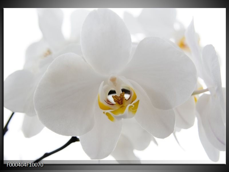 Foto canvas schilderij Orchidee | Wit, Geel,, Zwart