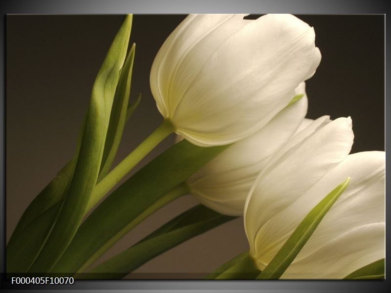 Foto canvas schilderij Tulpen | Groen, Wit, Grijs