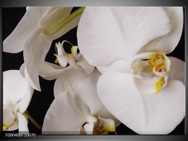 Glas schilderij Orchidee | Wit, Zwart, Geel