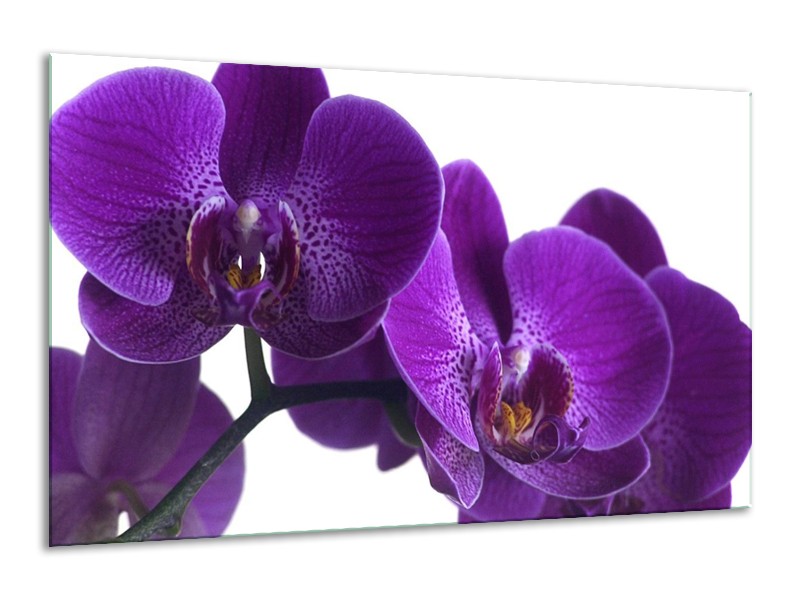 Glas schilderij Orchidee | Paars, Wit, Zwart | 120x70cm 1Luik