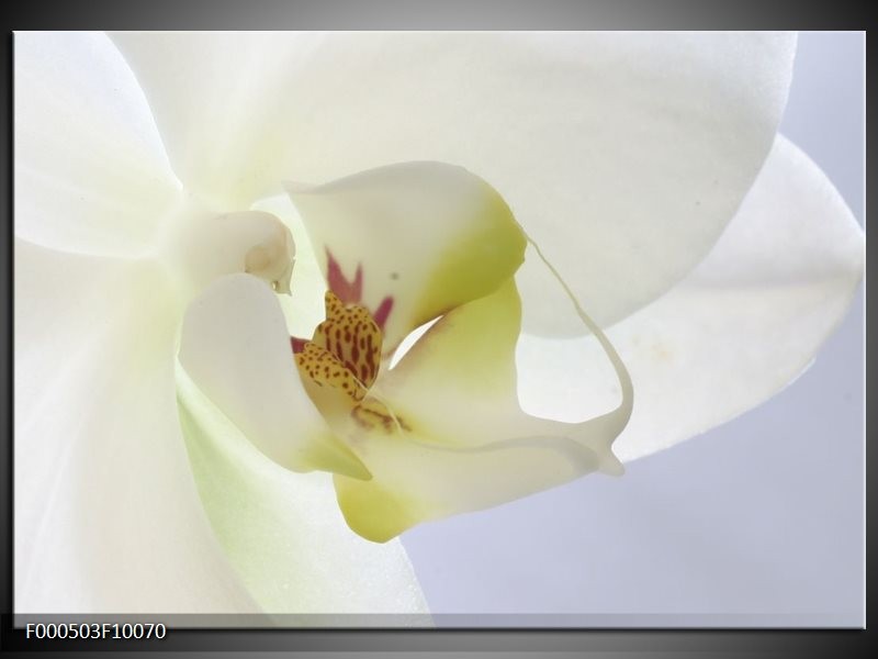 Glas schilderij Orchidee | Wit, Geel, Groen