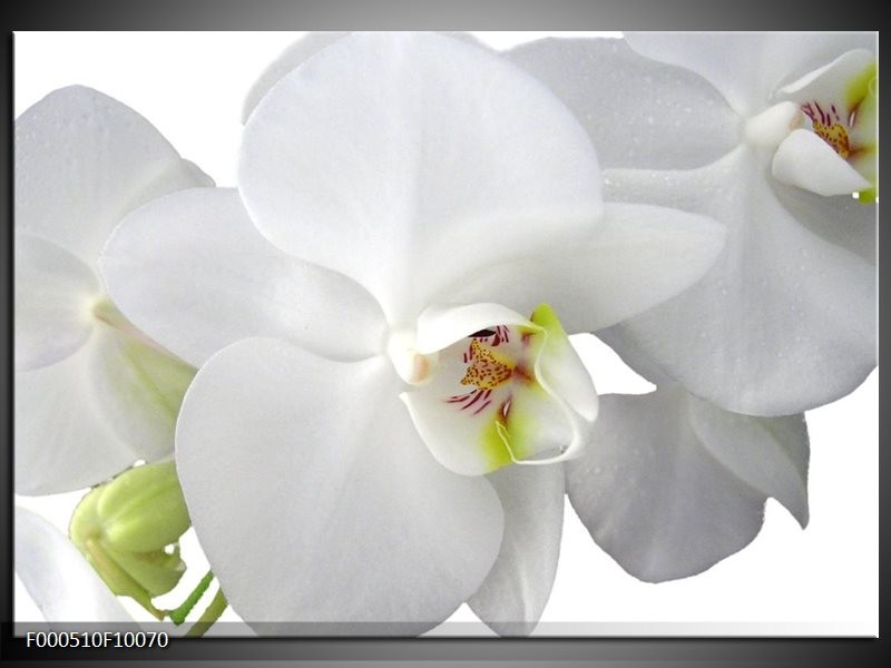 Glas schilderij Orchidee | Wit, Groen