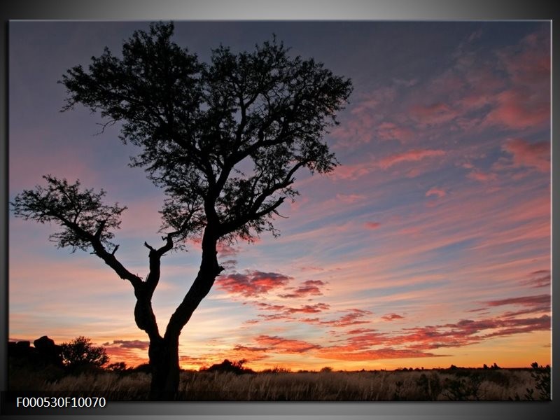 Foto canvas schilderij Boom | Zwart, Paars, Geel