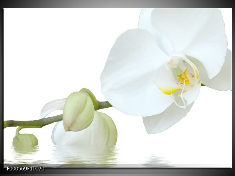 Foto canvas schilderij Orchidee | Wit, Groen, Geel