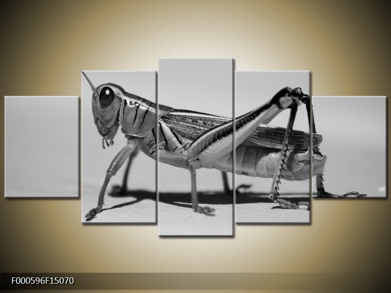 OP VOORRAAD Foto canvas schilderij Dier | Kleur: Grijs, Zilver, Wit | F000596