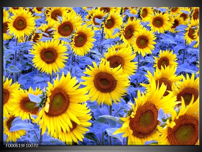 Foto canvas schilderij Zonnebloem | Geel, Blauw, Bruin