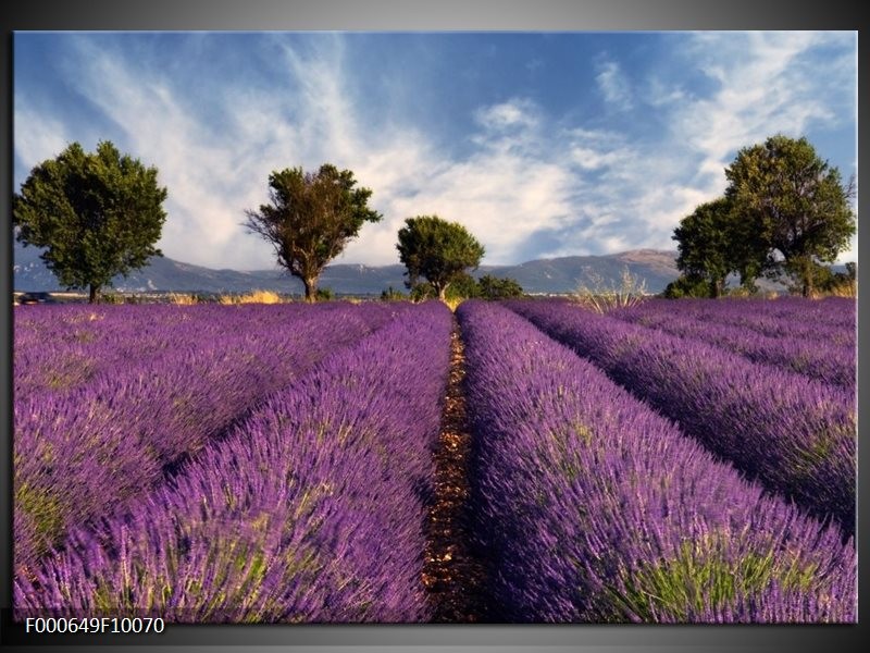 Foto canvas schilderij Lavendel | Paars, Blauw, Wit