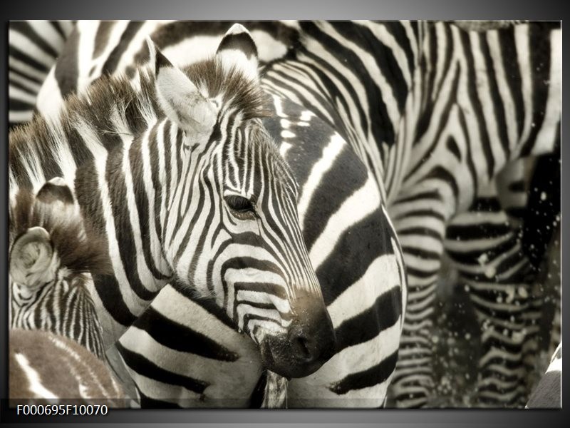 Glas schilderij Zebra | Zwart, Wit, Grijs