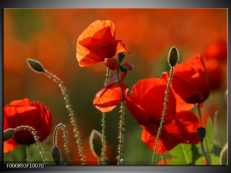 Foto canvas schilderij Klaproos | Rood, Groen