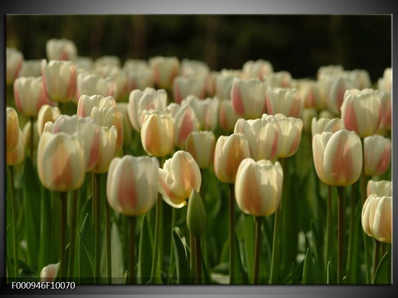 Foto canvas schilderij Tulp | Geel, Wit, Groen