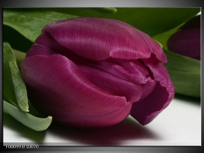 Foto canvas schilderij Tulp | Paars, Groen, Wit