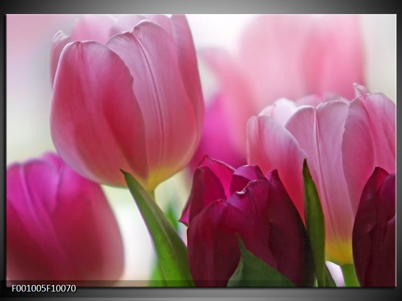 Foto canvas schilderij Tulp | Rood, Groen, Wit