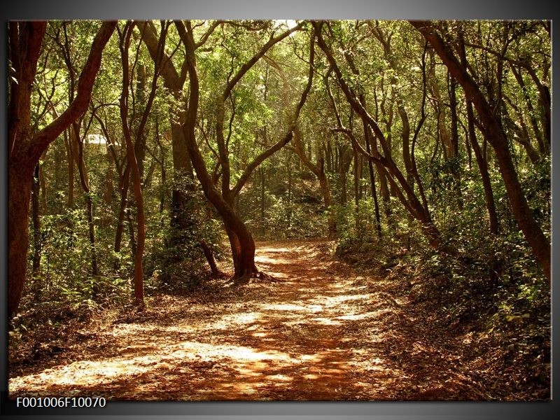 Foto canvas schilderij Bos | Groen, Bruin