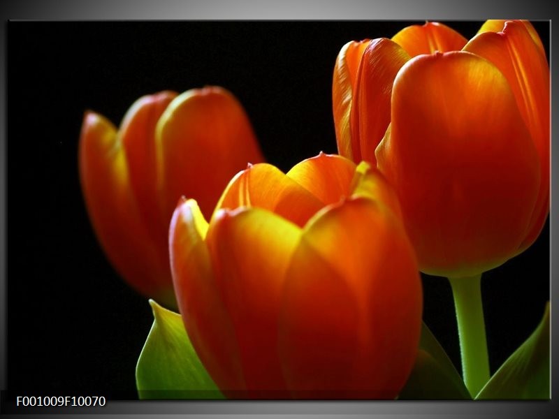 Foto canvas schilderij Tulpen | Rood, Geel, Oranje