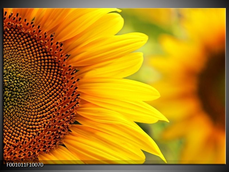 Foto canvas schilderij Zonnebloem | Geel, Bruin