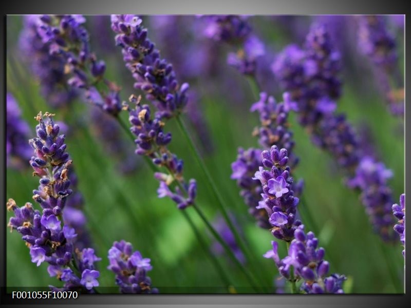 Foto canvas schilderij Lavendel | Blauw, Zwart, Groen