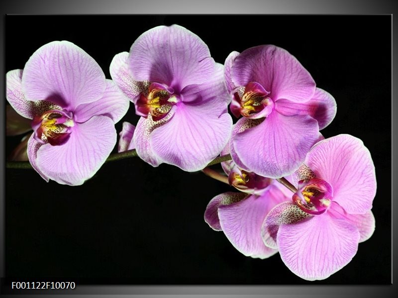 Foto canvas schilderij Orchidee | Zwart, Paars, Wit