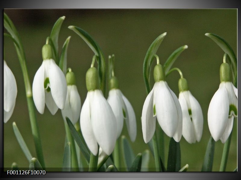 Foto canvas schilderij Bloem | Groen, Wit