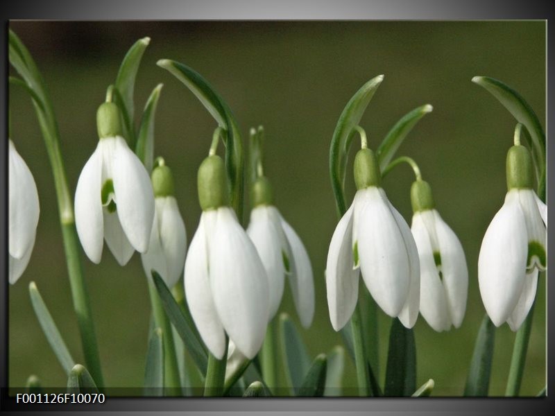 Foto canvas schilderij Bloem | Groen, Wit