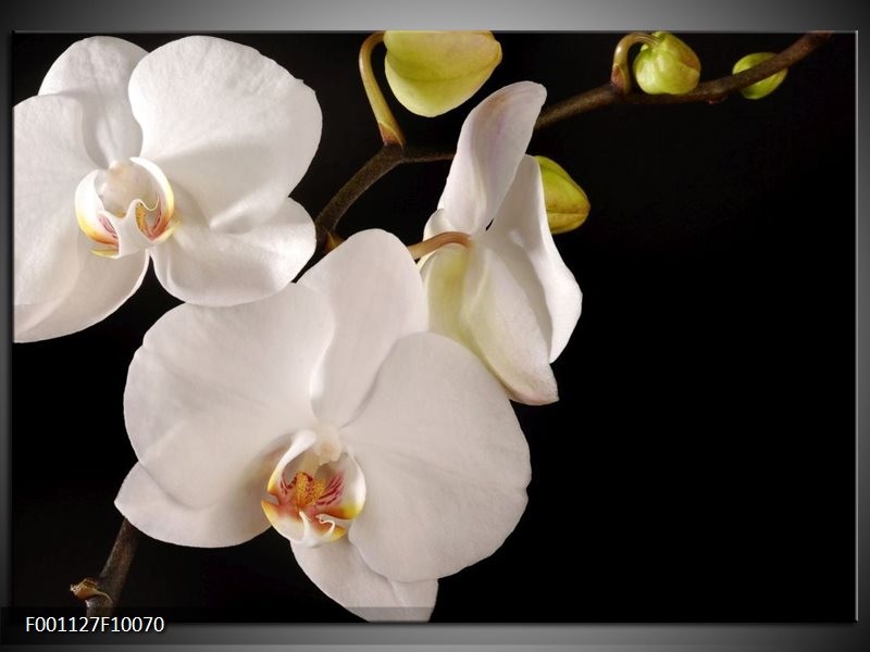 Glas schilderij Orchidee | Wit, Zwart