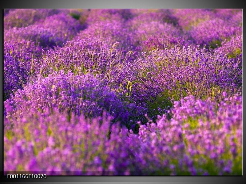 Glas schilderij Lavendel | Paars, Groen
