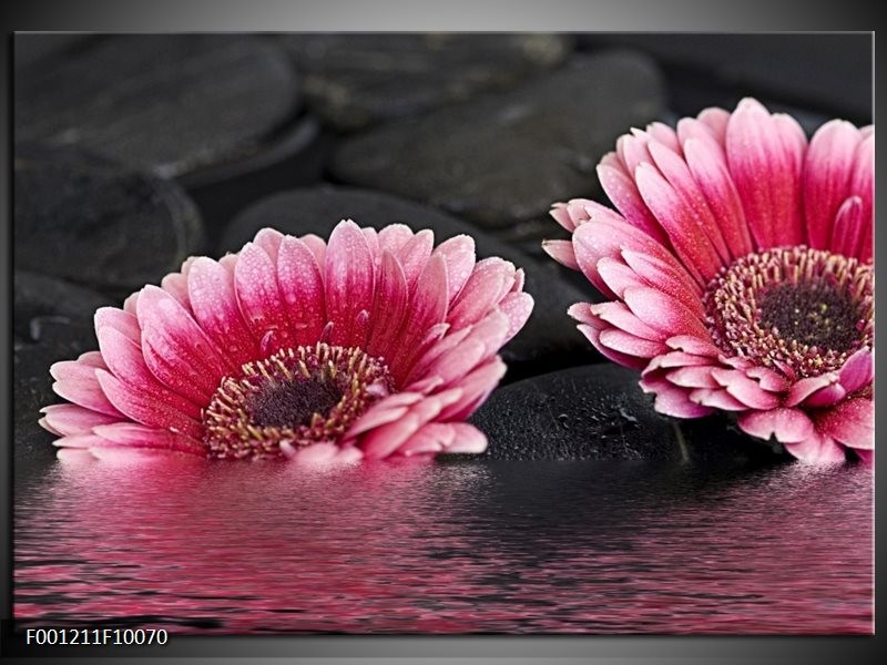 Foto canvas schilderij Gerbera | Rood, Grijs, Zwart