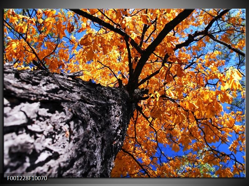 Foto canvas schilderij Boom | Oranje, Grijs